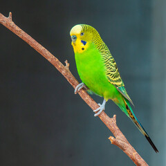 Budgie or Parakeet