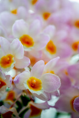 yellow and white flowers