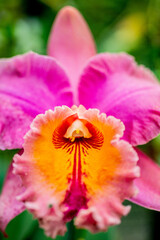 pink and yellow dahlia