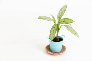 Planta de interior sobre maceta azul en fondo blanco para recorte y adorno natural 