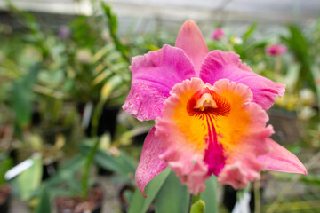 pink and yellow orchid