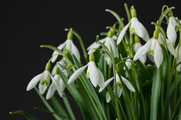Galanthus nivalis. Snowdrops on black background. Springtime symbol.
