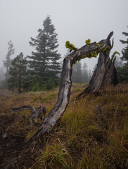 Fototapeta premium old forest dead tree snag at .Signal Peak on the Yakima Indian Resevation