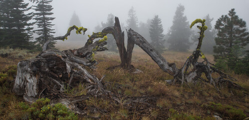 Fototapeta premium Lone creepy snag tree foggy forest at Signal Peak on the Yakima Indian Reservation