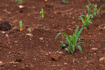 Small corn plantation in the city.