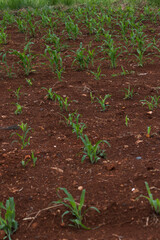 Small corn plantation in the city.