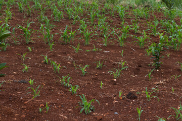Small corn plantation in the city.