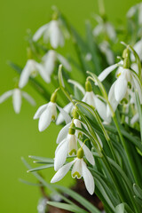 Fototapeta na wymiar Galanthus nivalis. Snowdrops on the green background. Springtime symbol.