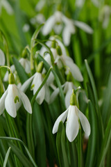 Fototapeta premium Galanthus nivalis. Snowdrops on the green background. Springtime symbol.