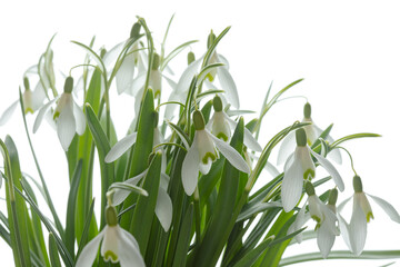 Galanthus nivalis. Snowdrops on the white background. Springtime symbol.