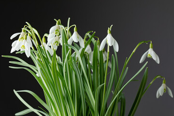 Galanthus nivalis. Snowdrops on the black background. Springtime symbol.