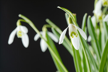 Fototapeta premium Galanthus nivalis. Snowdrops on the black background. Springtime symbol.