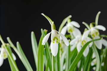 Fototapeta premium Galanthus nivalis. Snowdrops on the black background. Springtime symbol.