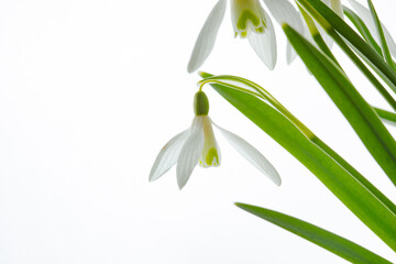 Galanthus nivalis. Snowdrops on the white background. Springtime symbol.