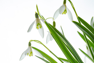 Galanthus nivalis. Snowdrops on the white background. Springtime symbol.