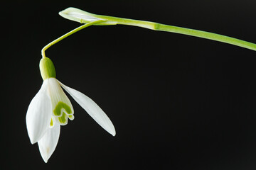 Fototapeta premium Galanthus nivalis. Snowdrops on the black background. Springtime symbol.