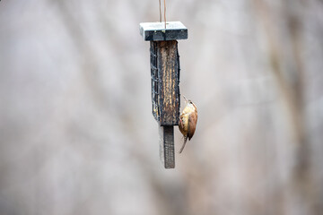 carolina wren at suet feeder in winter