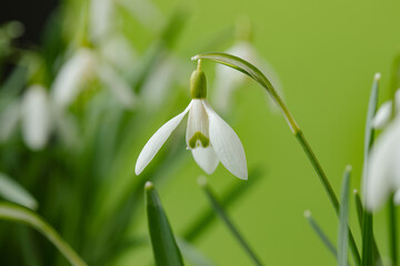 Galanthus nivalis. Snowdrops on the green background. Springtime symbol.