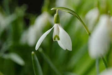 Obraz premium Galanthus nivalis. Snowdrops on the green background. Springtime symbol.