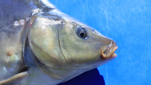 Carp fish being choked by air