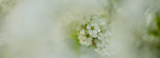 ワイド幅撮影した春の満開の雪柳の風景