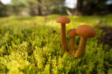 tiny macro mushrooms on the forest floor at gold creek pond on Snoqualmie Pass