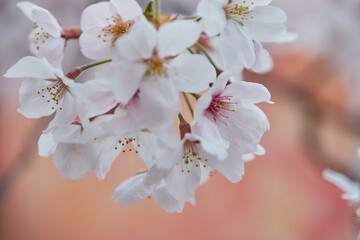春の満開の桜の花のアップ写真