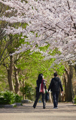 Fototapeta na wymiar 春の桜満開の公園で花見している人々の姿