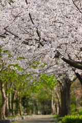 春の桜満開の公園の風景