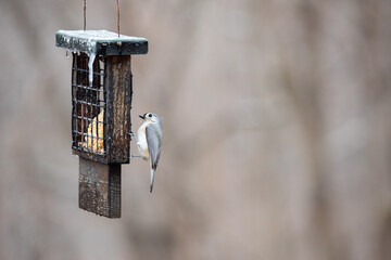 Tufted titmouse bird at suet feeder on a cold day in winter calvert county southern maryland owings