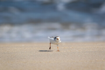 Piping Plover (Charadrius melodus) walking on Sandy Hook, NJ, beach on sunny spring morning