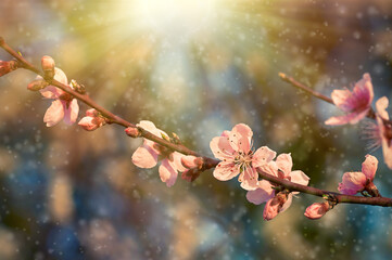 Beautiful nature with flowering tree and sun. Spring flowers with blurred background. Blossom tree over nature background with selective focus