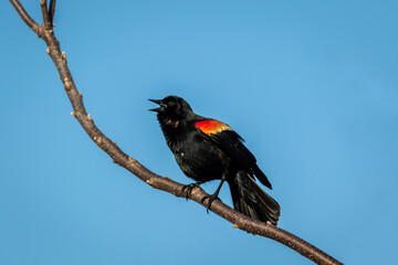 Red Winged Blackbird (Agelaius phoeniceus) singing while perched against bright blue sky