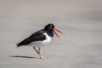 American Oystercatcher (Haematopus palliatus) walking on Sandy Hook, NJ, beach on sunny spring...