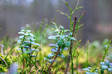 forest plants macro