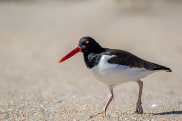 American Oystercatcher (Haematopus palliatus) walking on Sandy Hook, NJ, beach on sunny spring morning