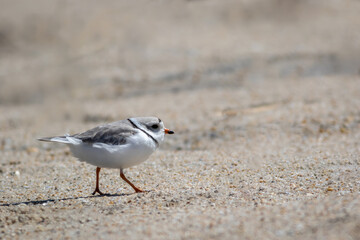 Piping Plover (Charadrius melodus) walking on Sandy Hook, NJ, beach on sunny spring morning