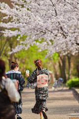Fototapeta na wymiar 春の桜満開の公園で花見している浴衣姿女性の様子