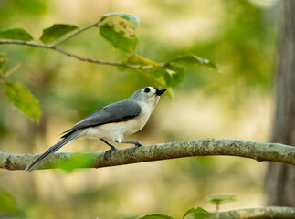 Bird in Deep Run Park