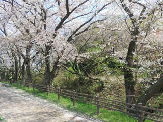 葉桜とソメイヨシノ