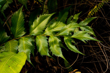 Fototapeta na wymiar fern leaf in the forest