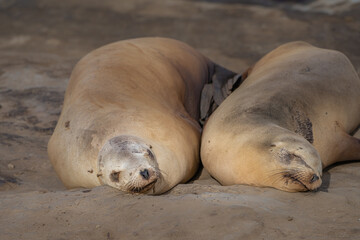 Naklejka premium 2021-03-31 TWO TWIN SEA LIONS SLEEPING ON A BEACH