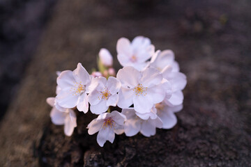 blossom in spring
