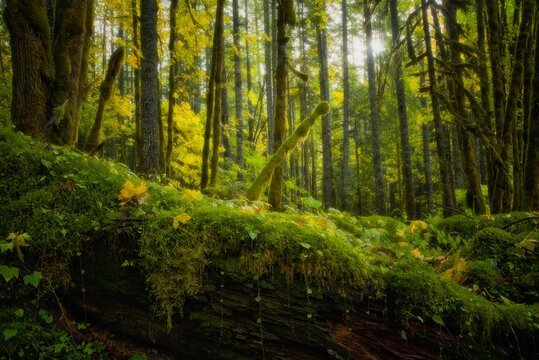Peaceful magical forest scene fall near lower lewis falls in gifford pinchot national forest © heidi