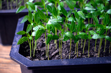 Potted pepper seedlings