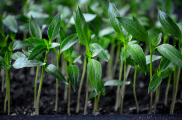 Potted pepper seedlings
