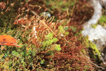 密生したスギゴケ(配偶体と、合間から長く伸びた胞子体)