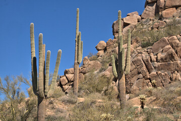 Tall Saguaro Cactus growing in the rocky boulders of Scottsdale, Arizona