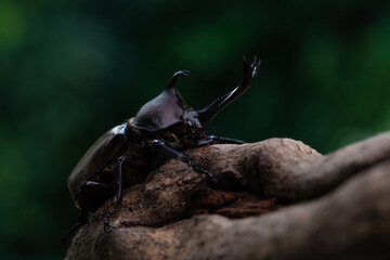 森で木にしがみ付くオスのカブトム