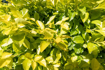 green plants 